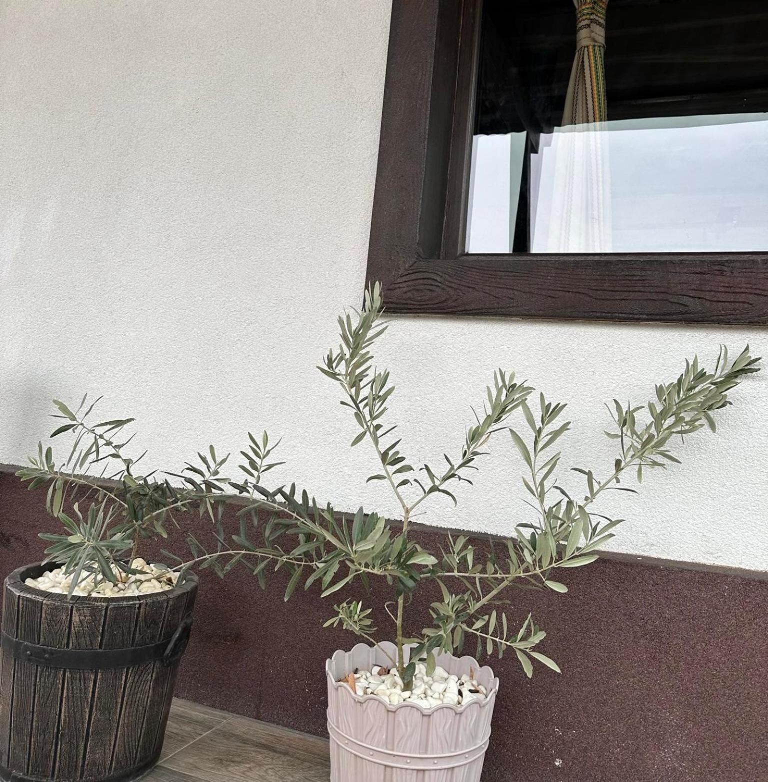 Бялата Къща Hotel Chakalarovo Exterior foto